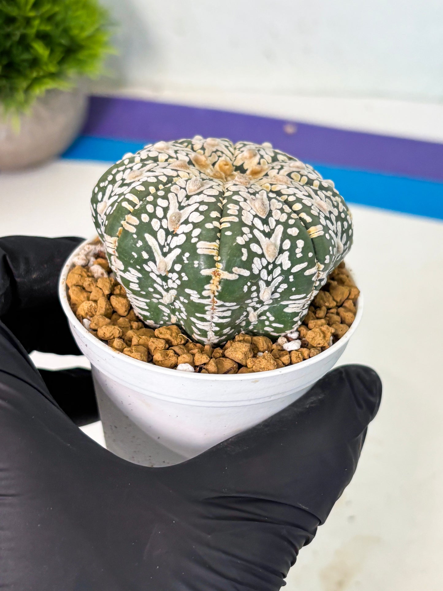 Astrophytum V-Type (at5) (y3) | Rare imported Plant