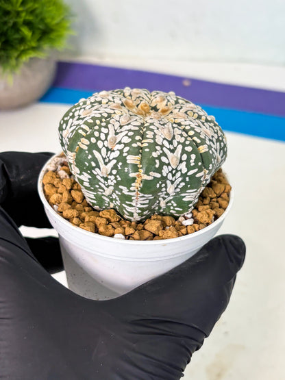 Astrophytum V-Type (at5) (y3) | Rare imported Plant