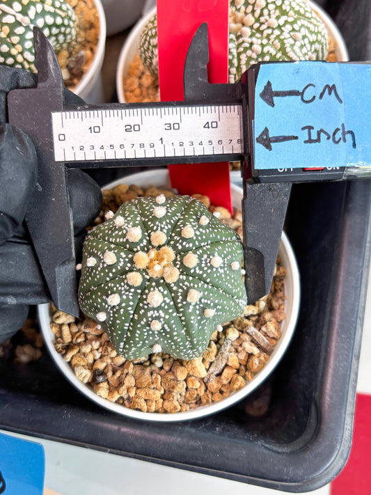 Astrophytum Star Shape (t3) (r1) | 3" Pot