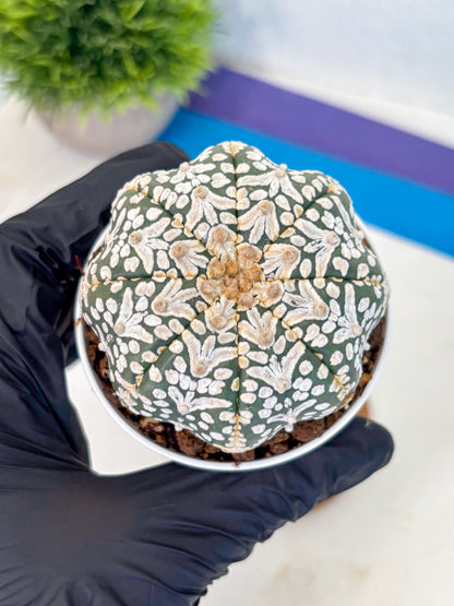 Astrophytum V Type (at5) (01) |  Sea urchin cactus