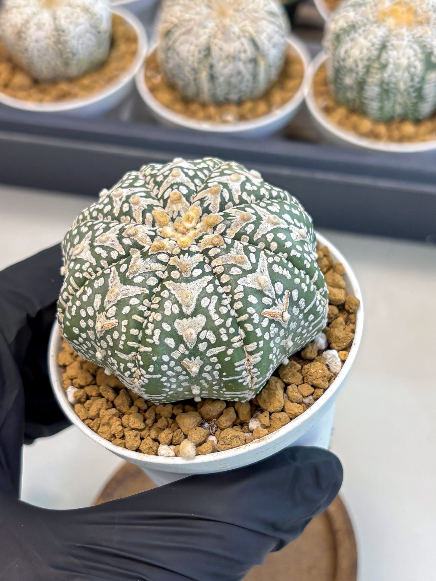 Astrophytum V-Type (at5) (p1) | Rare imported Plant