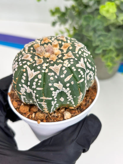 Astrophytum Super Kabuto V Type (T4) (b1) | Las Vegas Seller