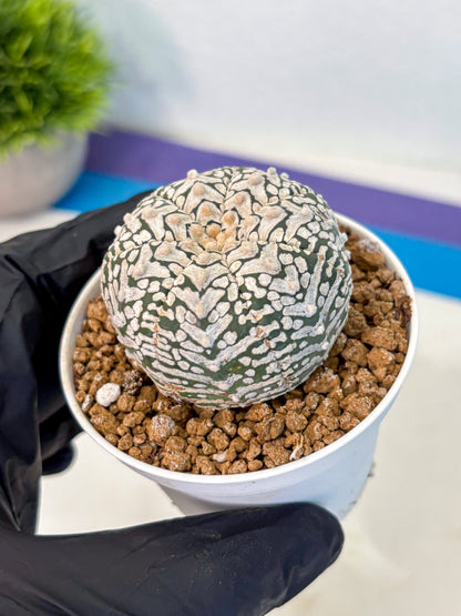 Astrophytum V Type (at2) (01) | Live Plant | Rare Collection