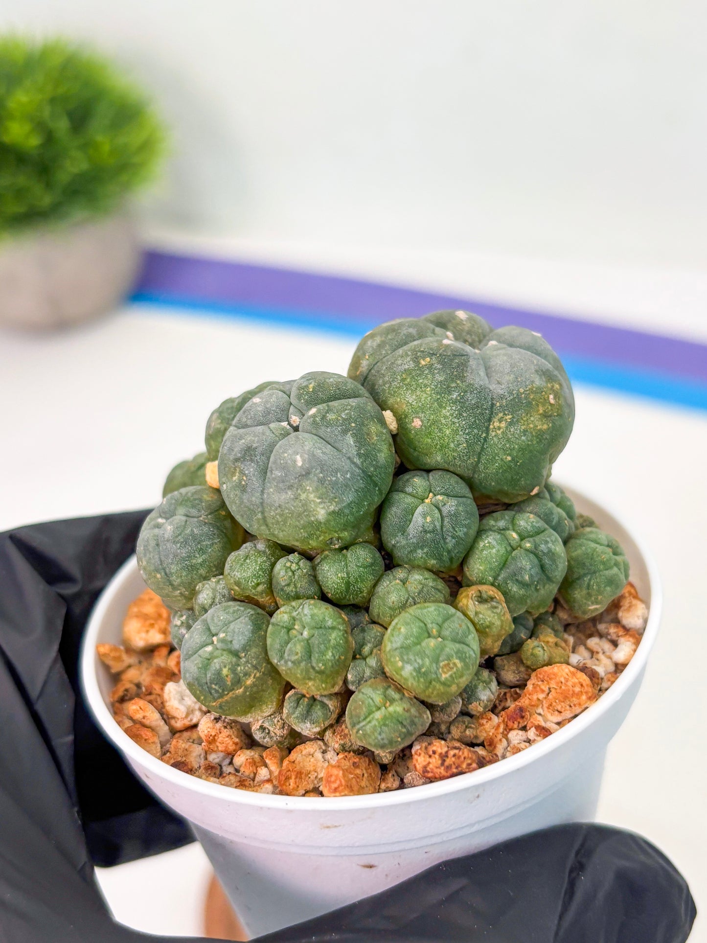 Spineless Cactus (Lo1) (p2) | For Advanced Growers