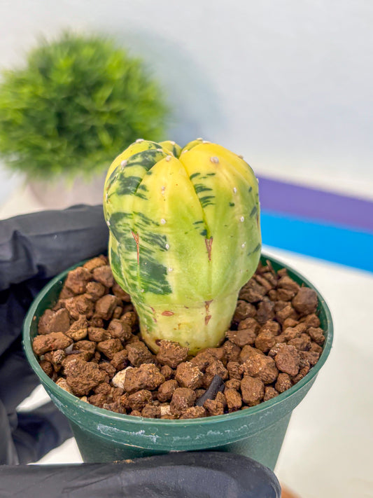 Astrophytum Variegated (at9) (01) | Rare Plant | Live Cactus