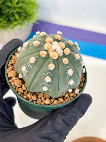 Astrophytum Oobito Nudum (at9) (12) | Cactus Plant