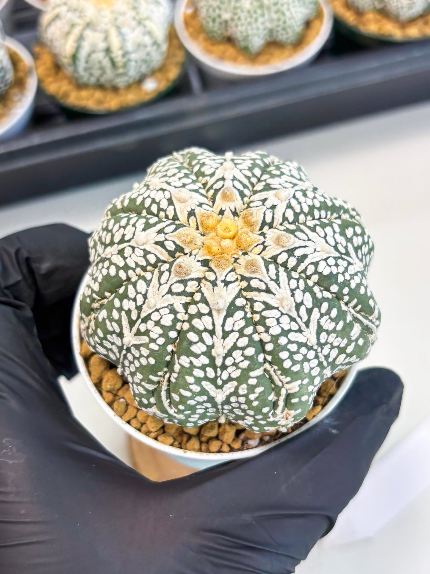 Astrophytum Star Shape (at2) (b7) | Japanese Import