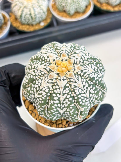Astrophytum Star Shape (at2) (b7) | Japanese Import
