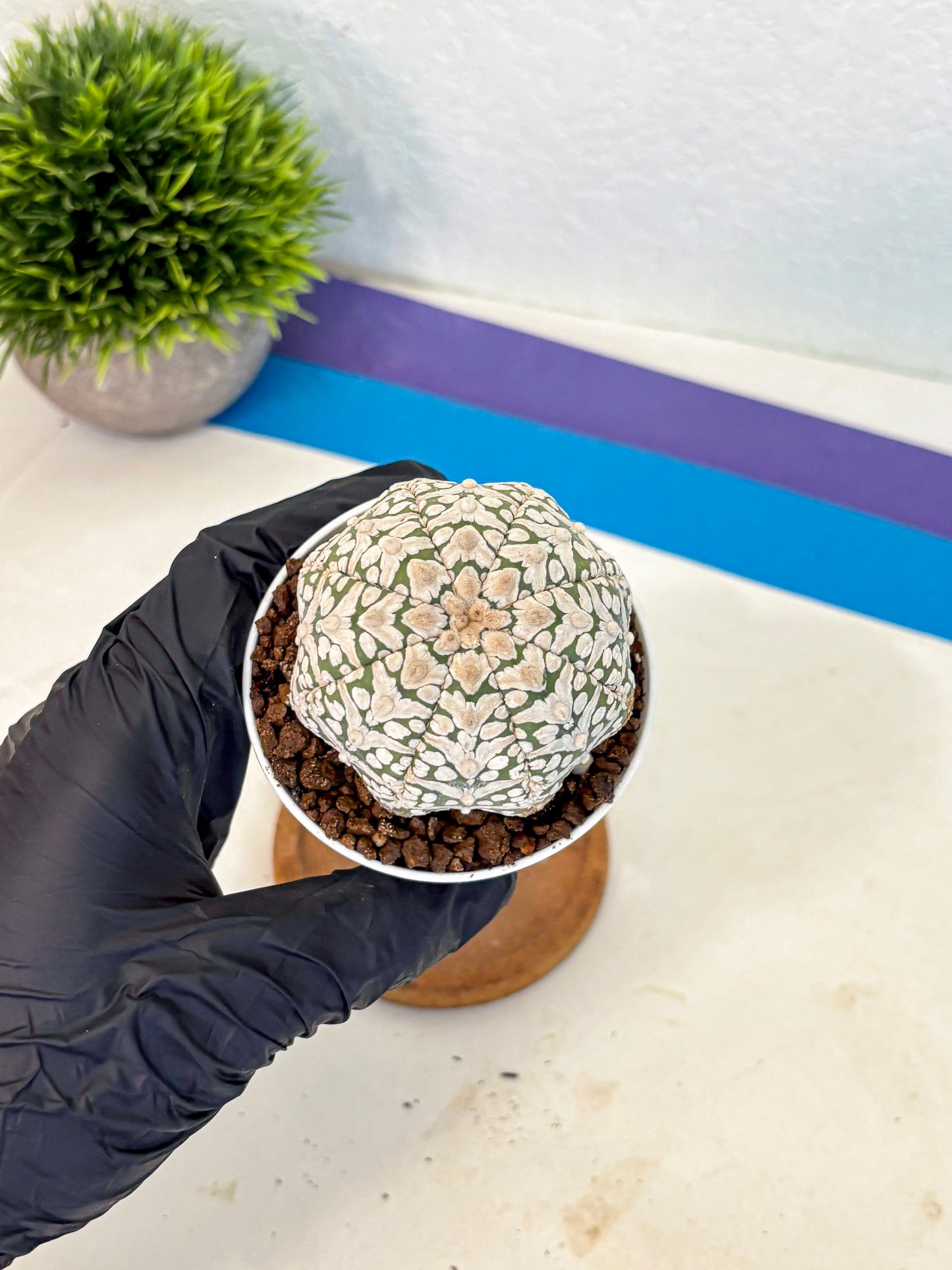 Astrophytum V Type (at5) (12) |  Sea urchin cactus