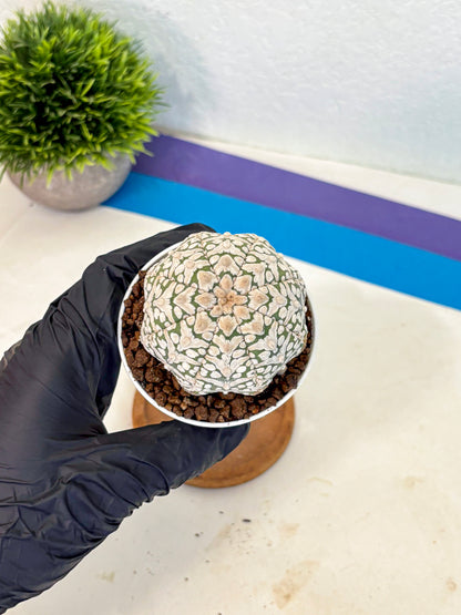 Astrophytum V Type (at5) (12) |  Sea urchin cactus