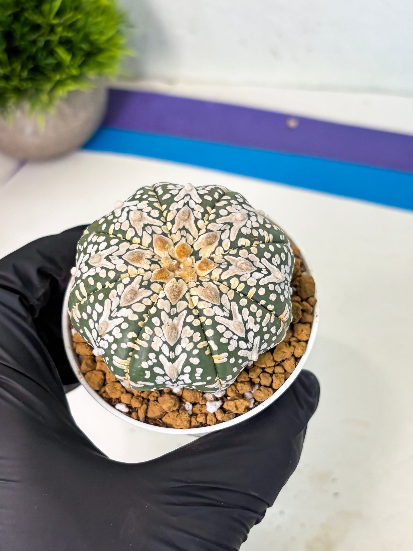 Astrophytum V-Type (at5) (y3) | Rare imported Plant