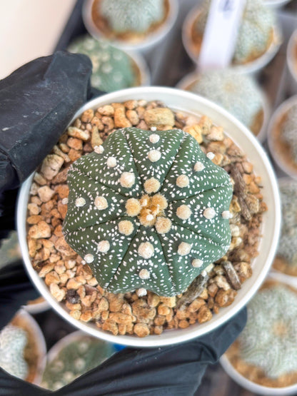 Astrophytum Star Shape (t3) (r1) | 3" Pot