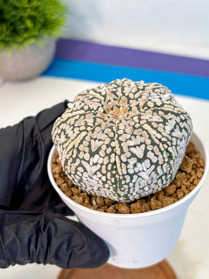 Astrophytum V Type (at2) (12) | Live Plant | Rare Collection