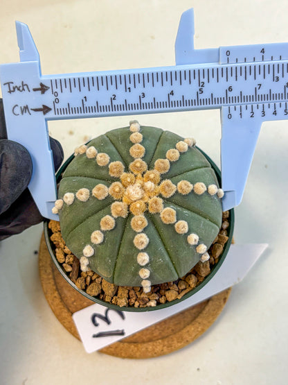 Astrophytum Oobito Nudum (at9) (13) | Cactus Plant