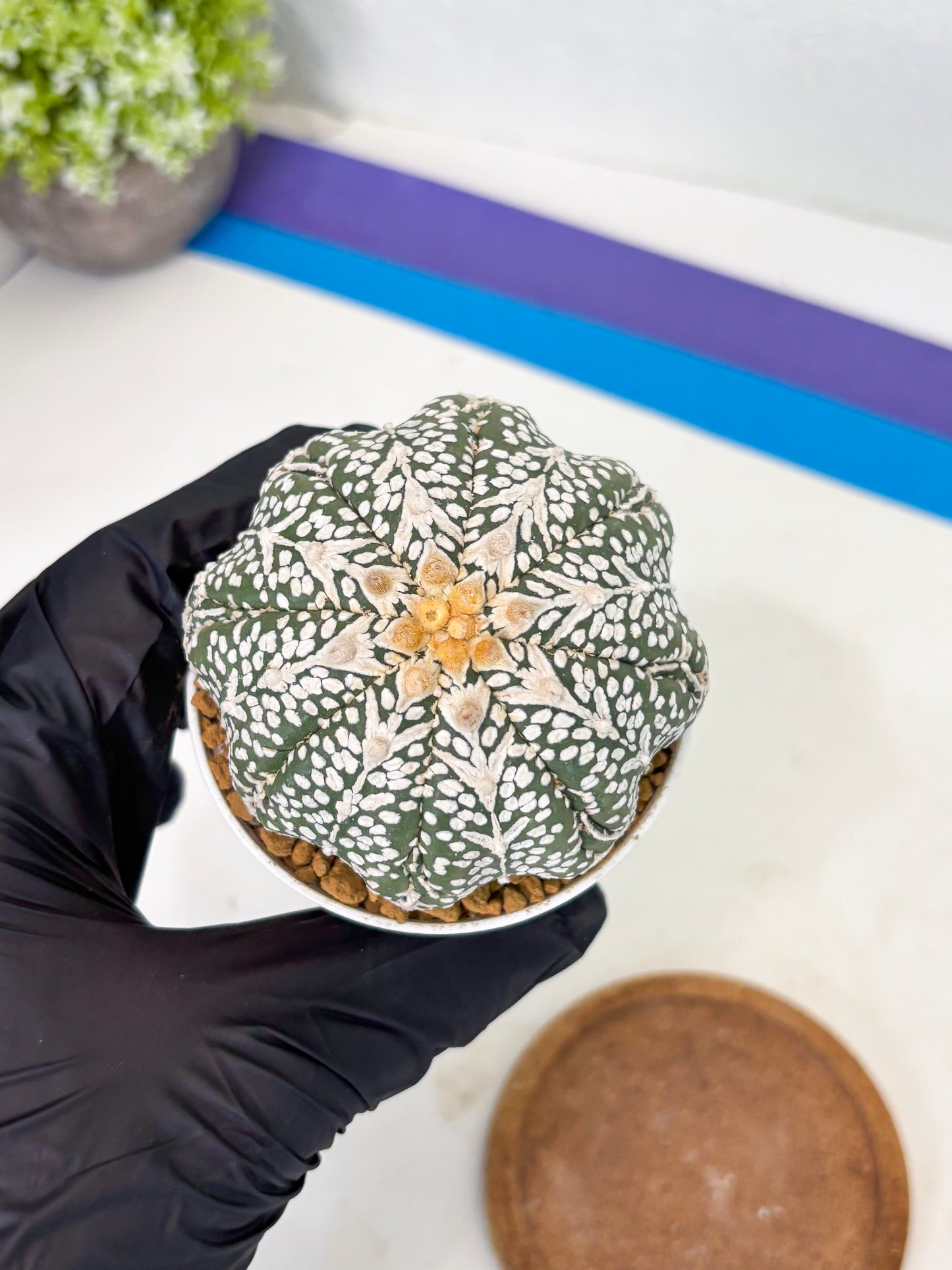Astrophytum Star Shape (at2) (b7) | Japanese Import