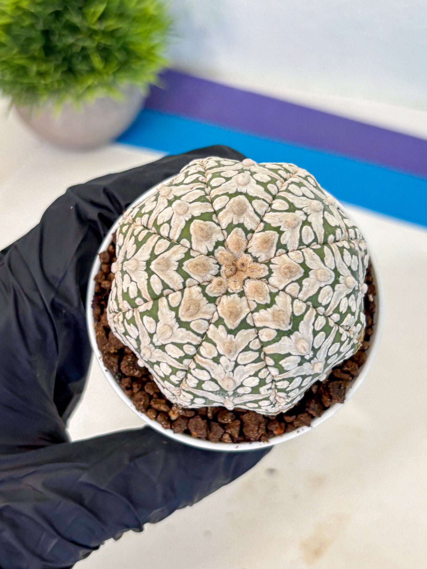 Astrophytum V Type (at5) (12) |  Sea urchin cactus