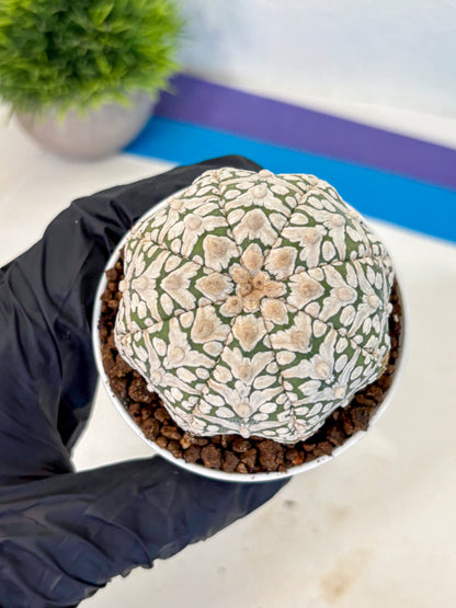 Astrophytum V Type (at5) (12) |  Sea urchin cactus