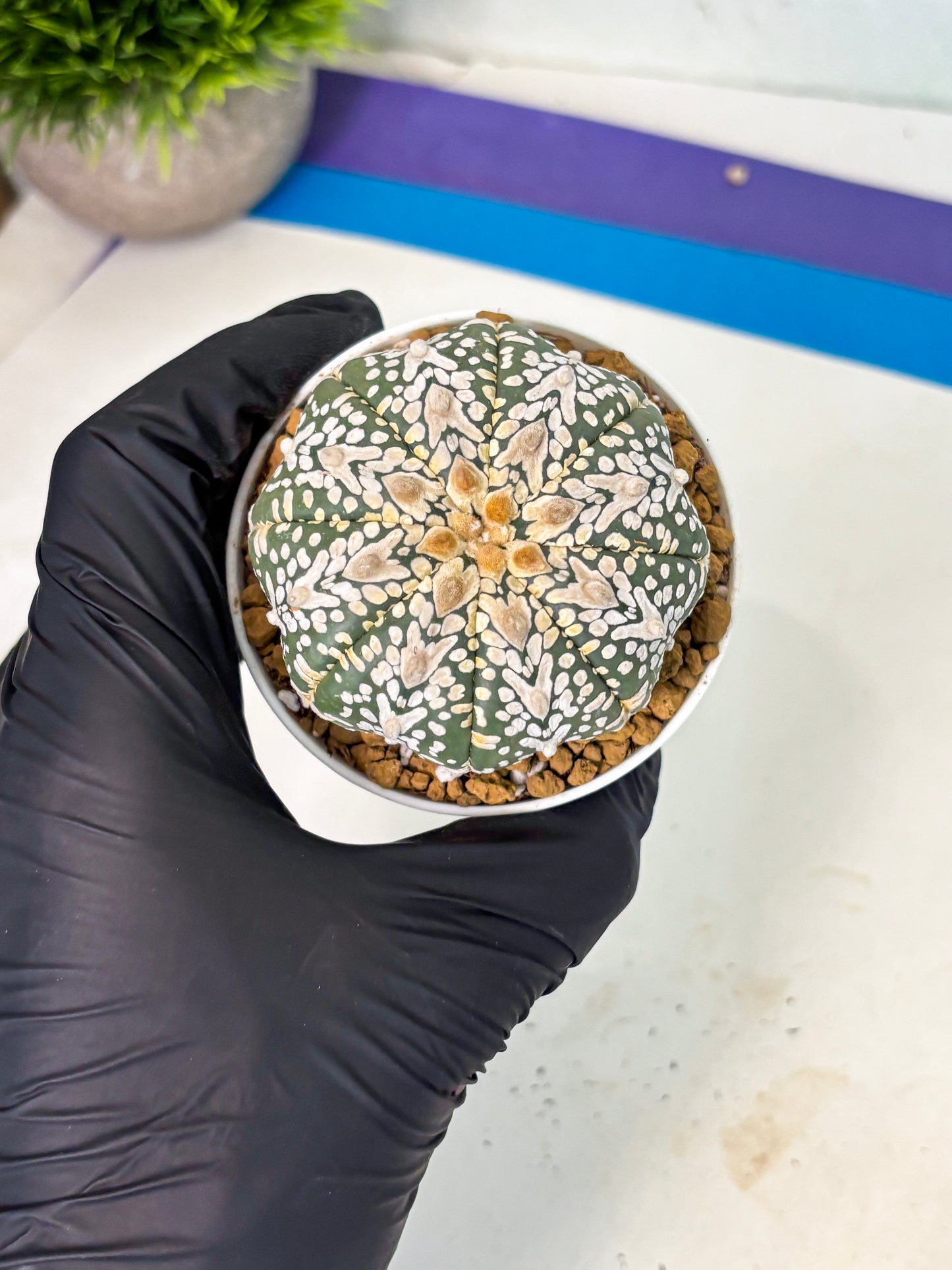 Astrophytum V-Type (at5) (y3) | Rare imported Plant