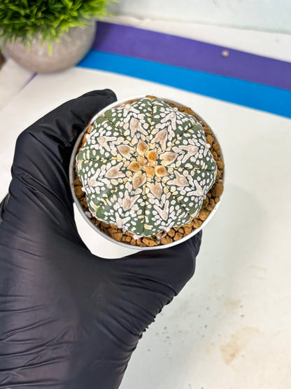 Astrophytum V-Type (at5) (y3) | Rare imported Plant