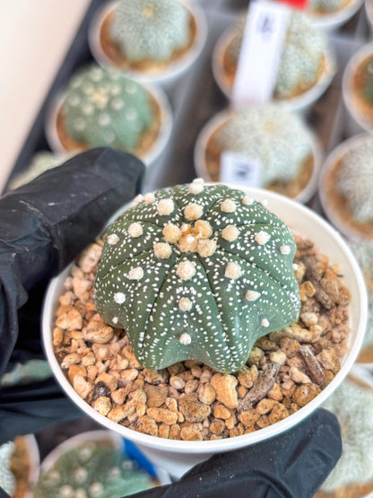 Astrophytum Star Shape (t3) (r1) | 3" Pot