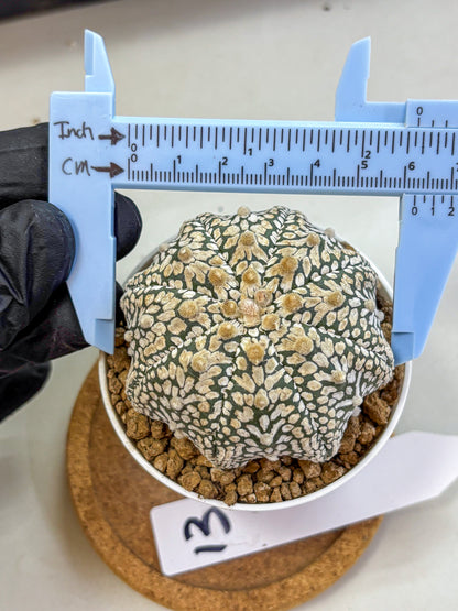 Astrophytum V Type (at2) (13) | Live Plant | Rare Collection