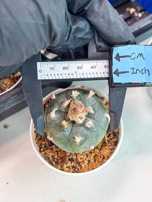Spineless Cactus (Lo1) (b6) | For Advanced Growers