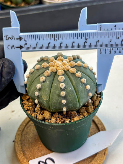 Astrophytum Oobito Nudum (at9) (13) | Cactus Plant