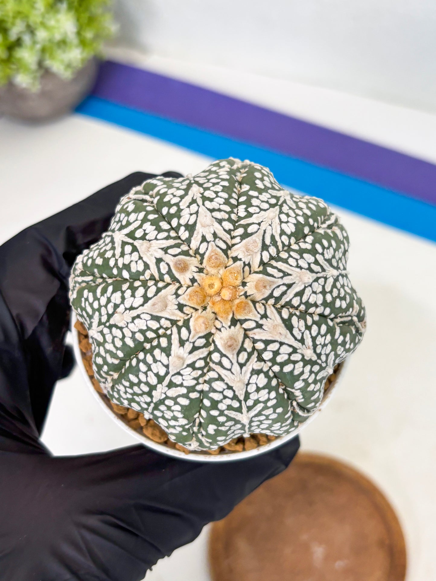 Astrophytum Star Shape (at2) (b7) | Japanese Import