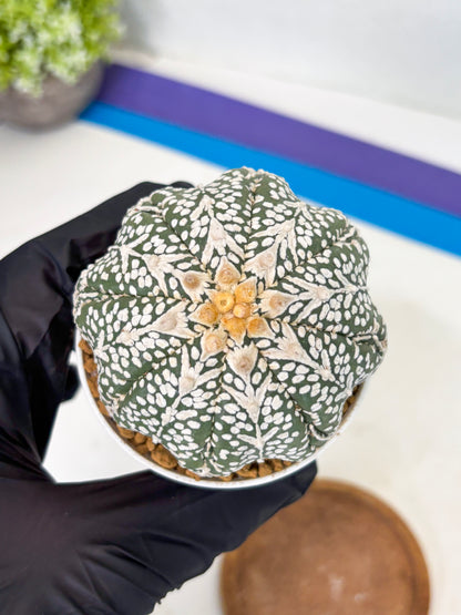 Astrophytum Star Shape (at2) (b7) | Japanese Import