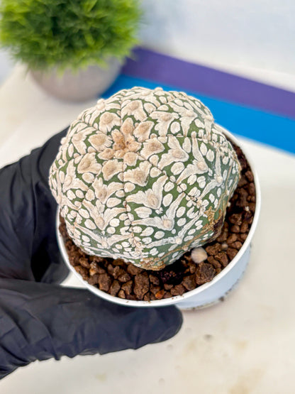 Astrophytum V Type (at5) (12) |  Sea urchin cactus