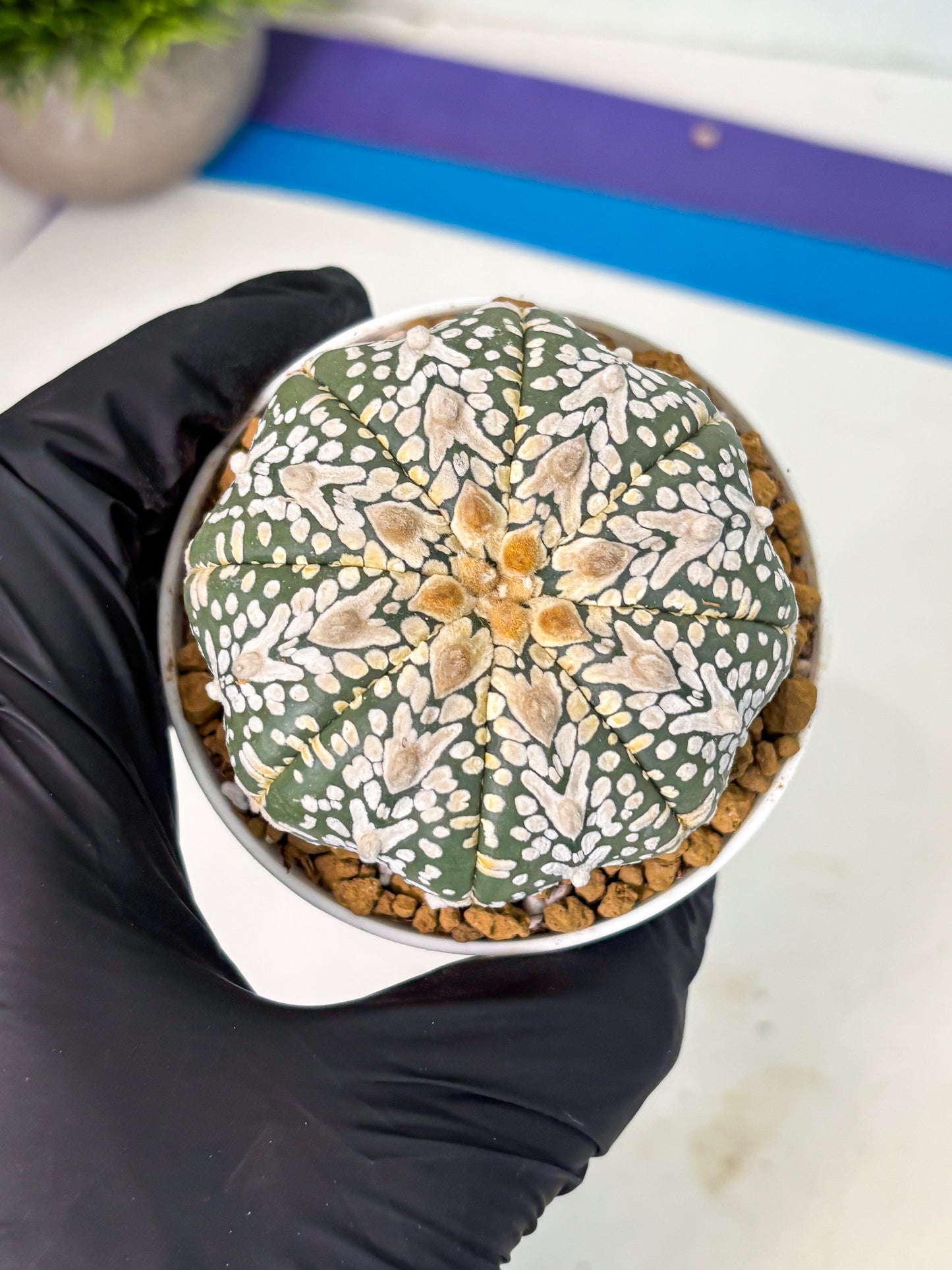 Astrophytum V-Type (at5) (y3) | Rare imported Plant