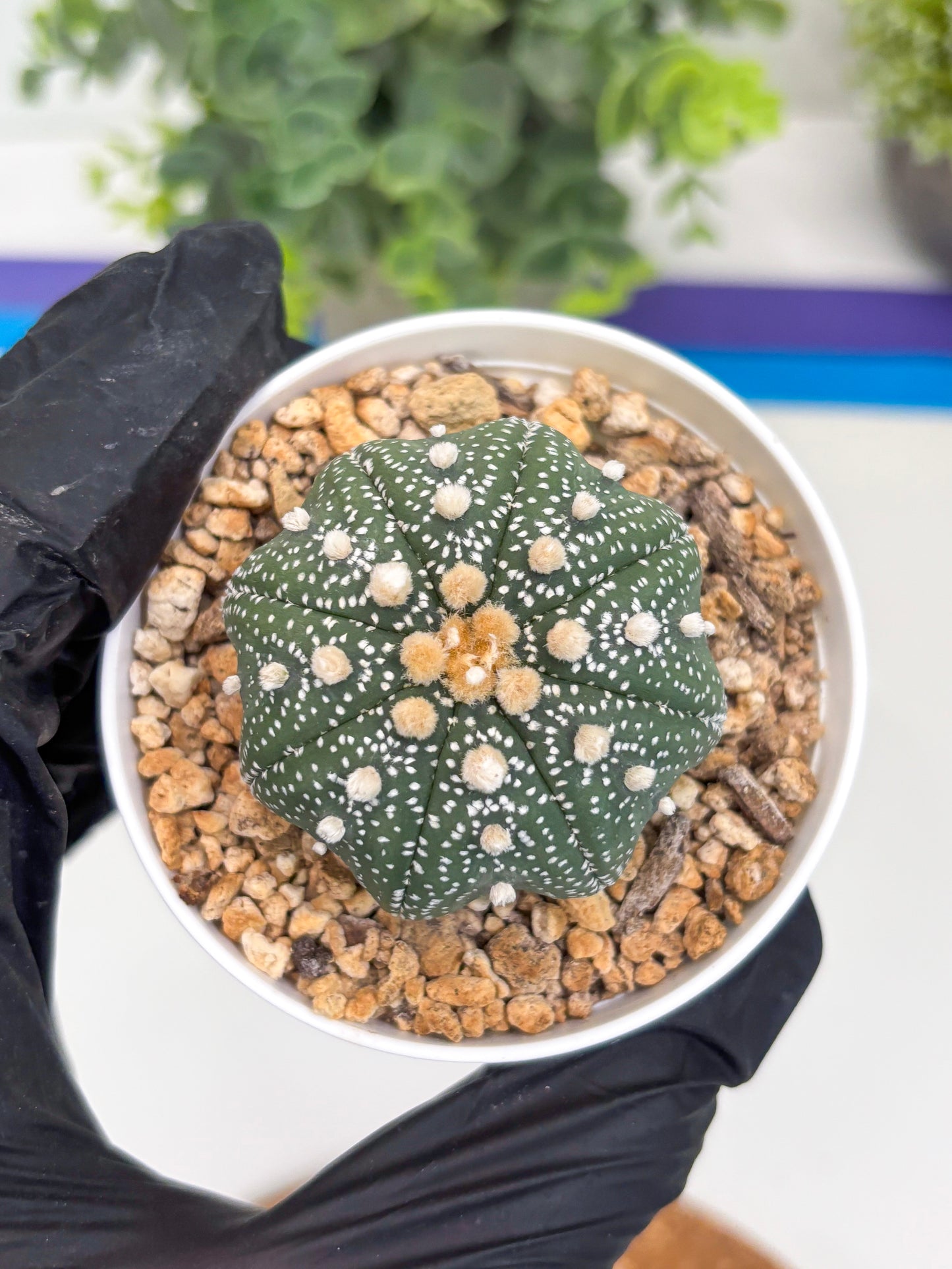 Astrophytum Star Shape (t3) (r1) | 3" Pot