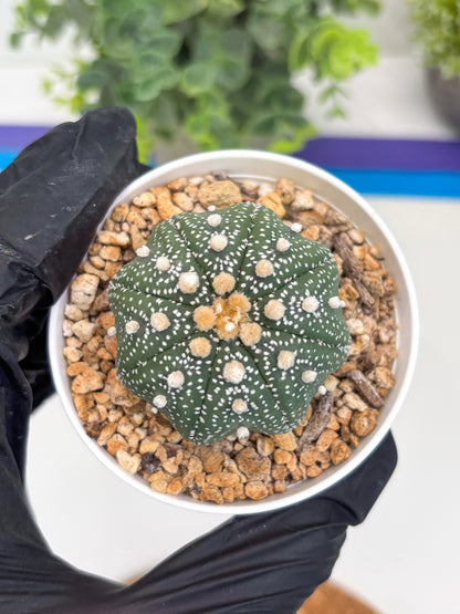 Astrophytum Star Shape (t3) (r1) | 3" Pot