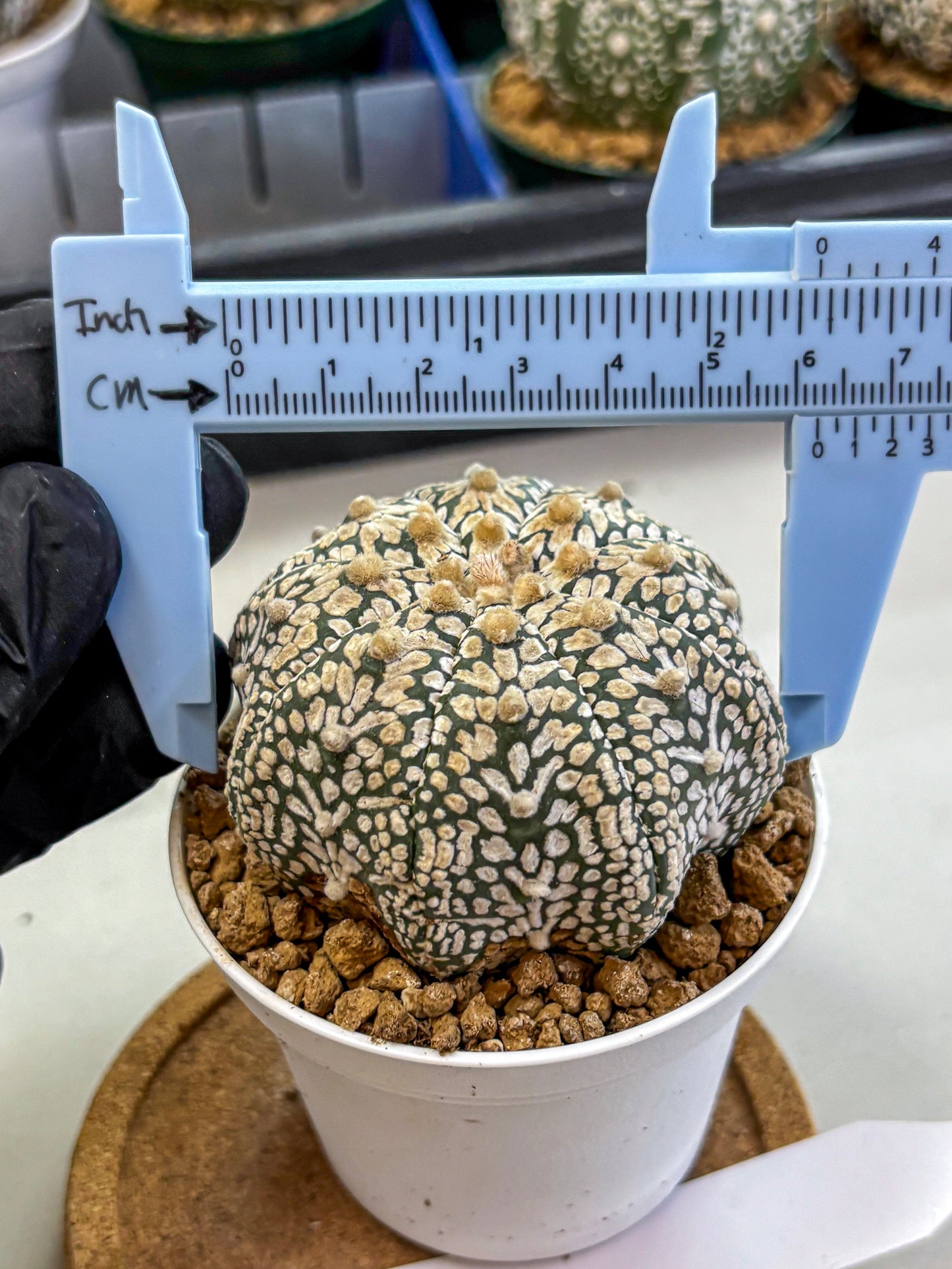 Astrophytum V Type (at2) (13) | Live Plant | Rare Collection
