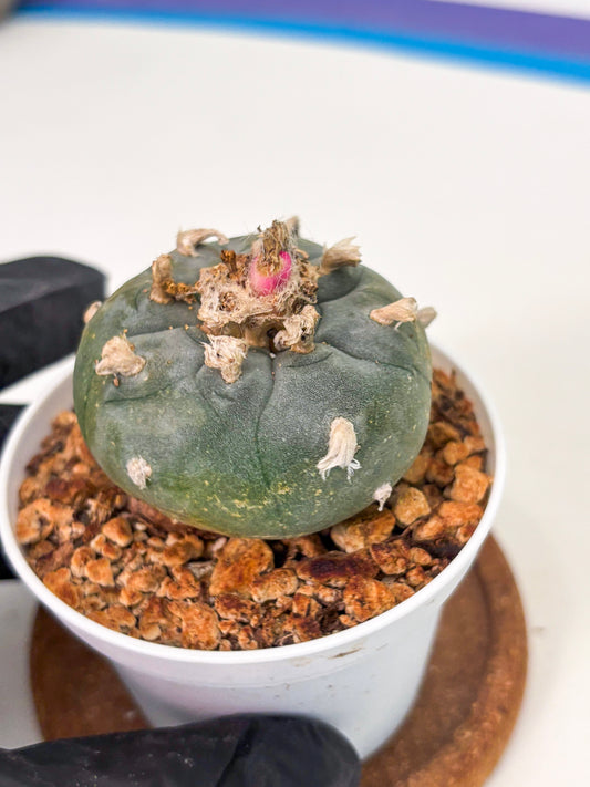 Spineless Cactus (Lo1) (b6) | For Advanced Growers