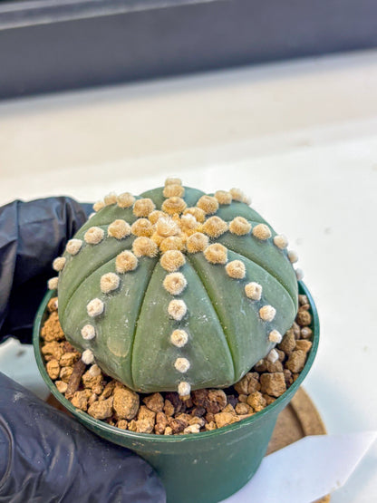 Astrophytum Oobito Nudum (at9) (13) | Cactus Plant