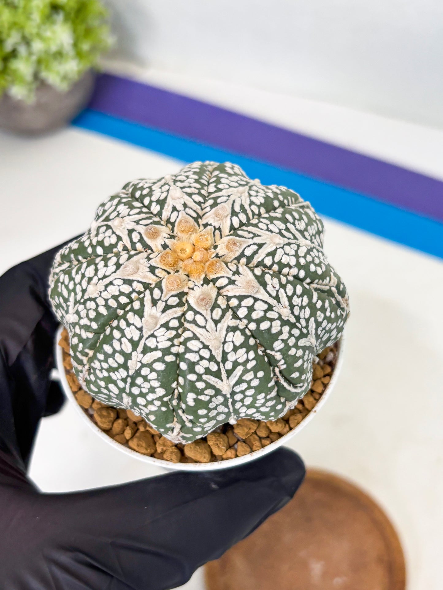 Astrophytum Star Shape (at2) (b7) | Japanese Import