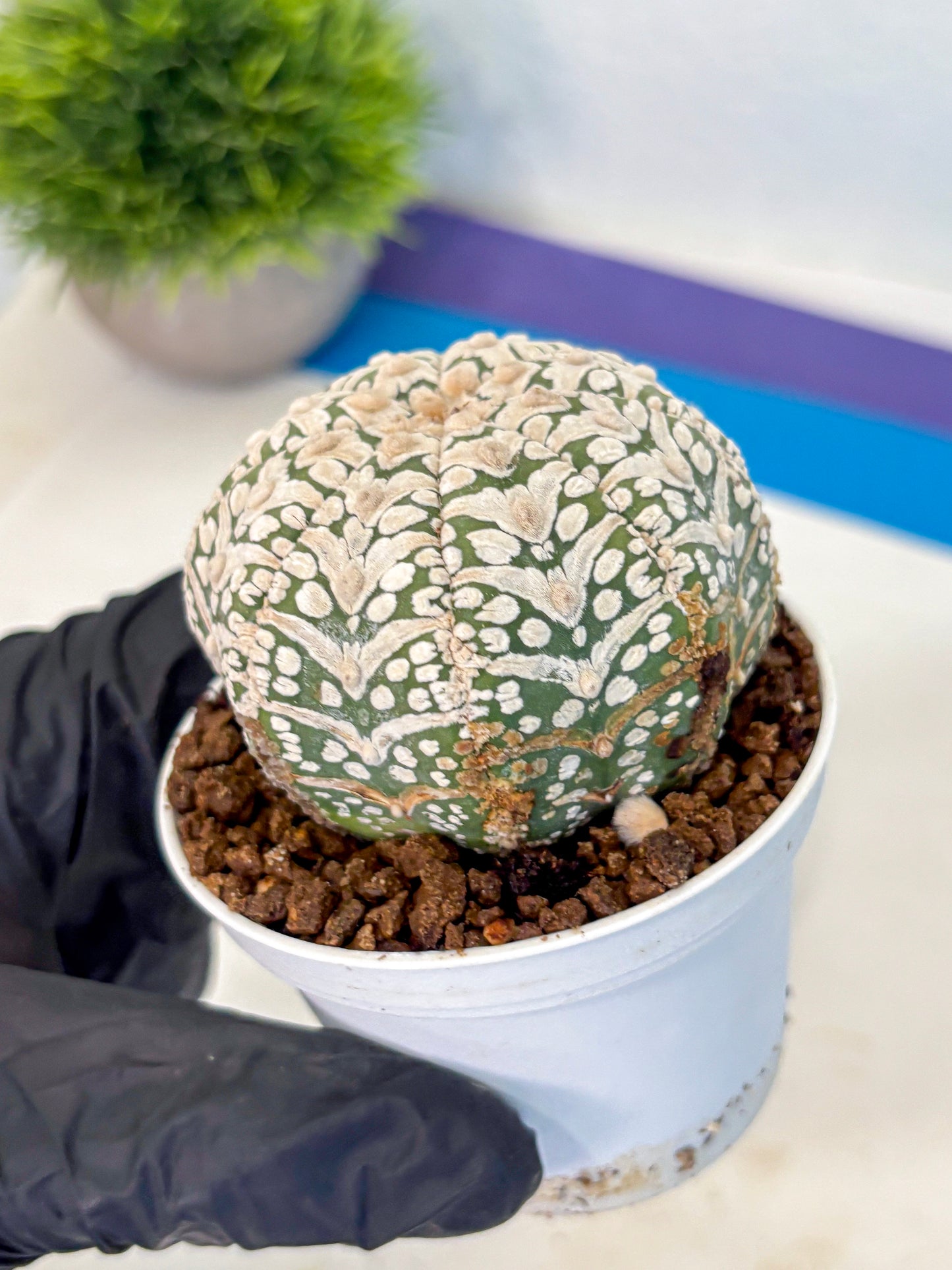 Astrophytum V Type (at5) (12) |  Sea urchin cactus