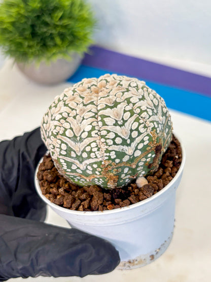 Astrophytum V Type (at5) (12) |  Sea urchin cactus