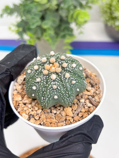 Astrophytum Star Shape (t3) (r1) | 3" Pot