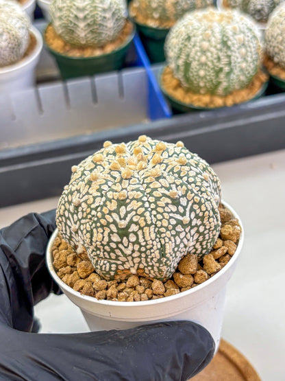 Astrophytum V Type (at2) (13) | Live Plant | Rare Collection