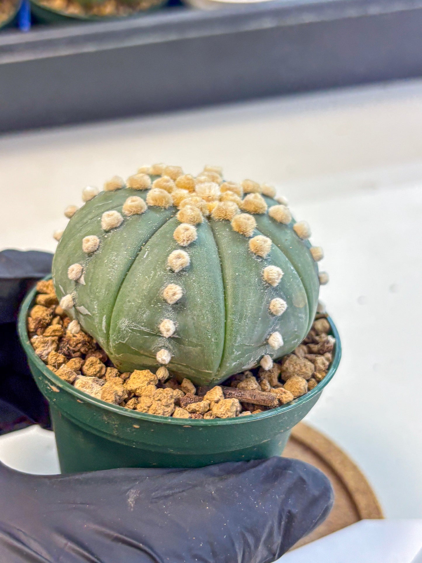 Astrophytum Oobito Nudum (at9) (13) | Cactus Plant