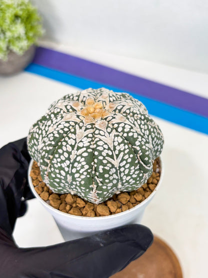 Astrophytum Star Shape (at2) (b7) | Japanese Import