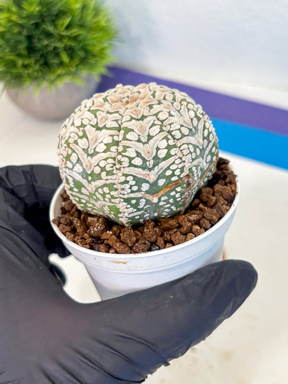 Astrophytum V Type (at5) (12) |  Sea urchin cactus