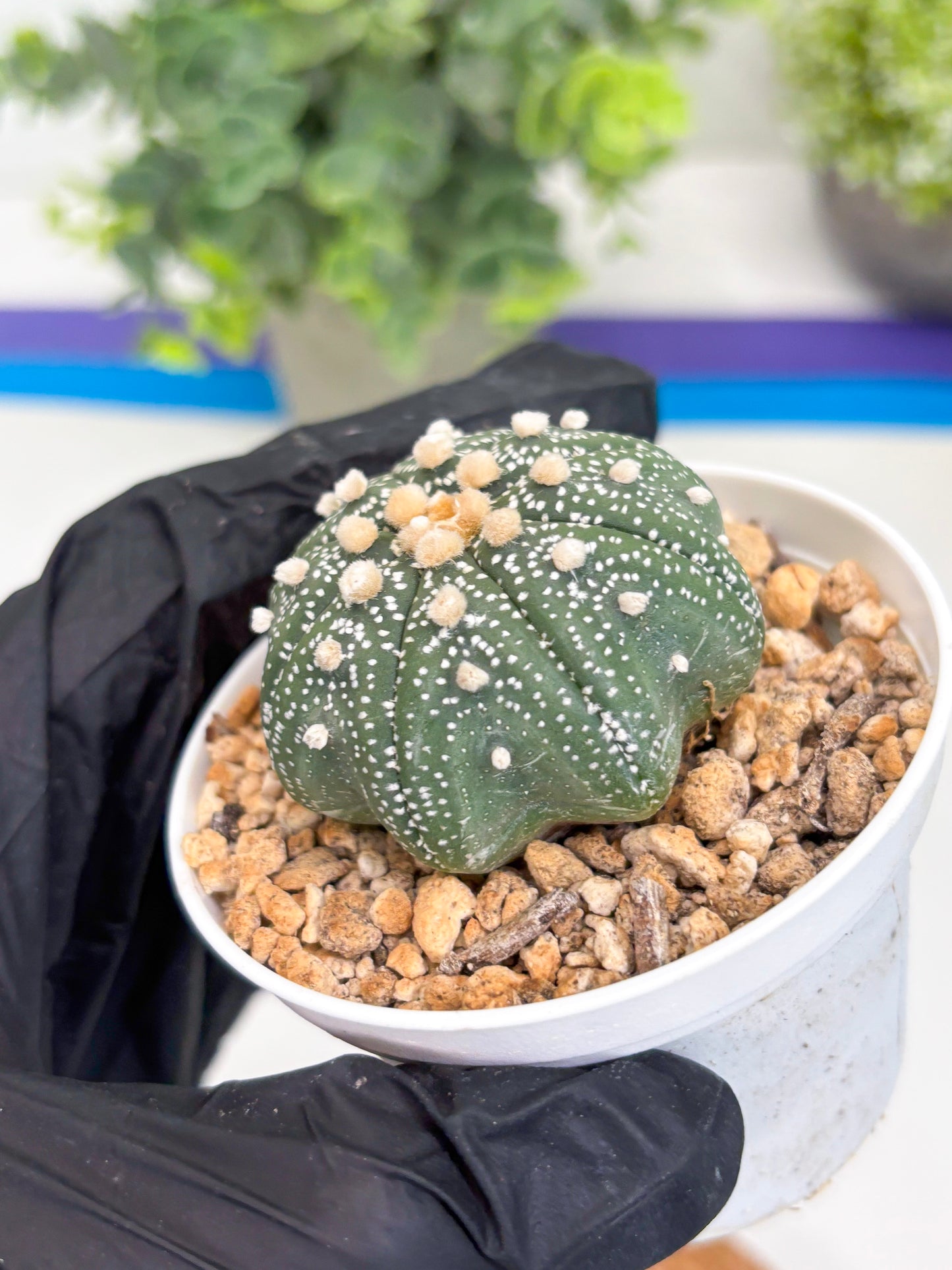Astrophytum Star Shape (t3) (r1) | 3" Pot