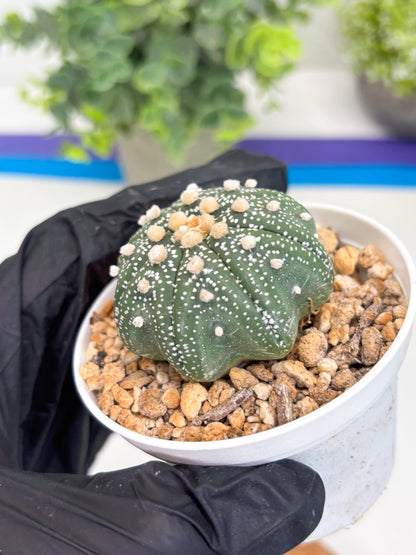 Astrophytum Star Shape (t3) (r1) | 3" Pot