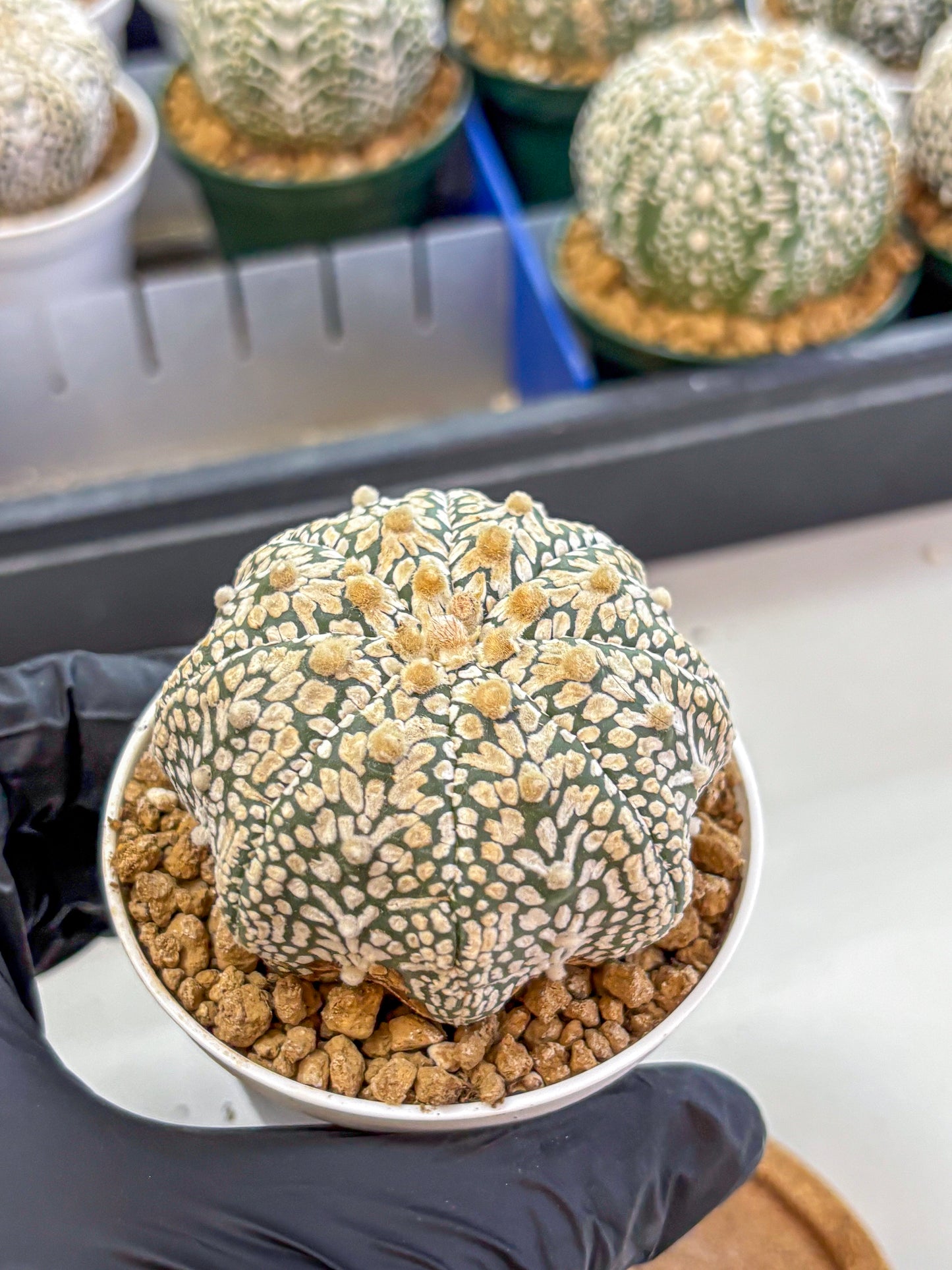 Astrophytum V Type (at2) (13) | Live Plant | Rare Collection