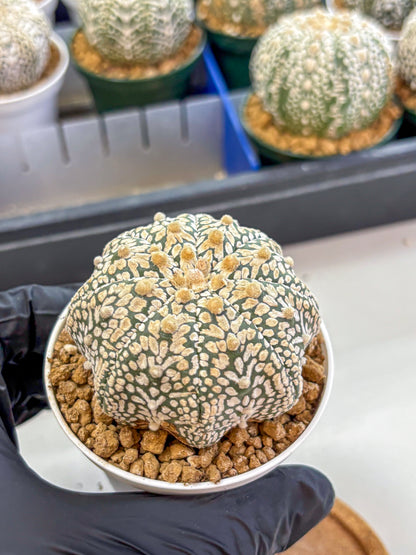 Astrophytum V Type (at2) (13) | Live Plant | Rare Collection