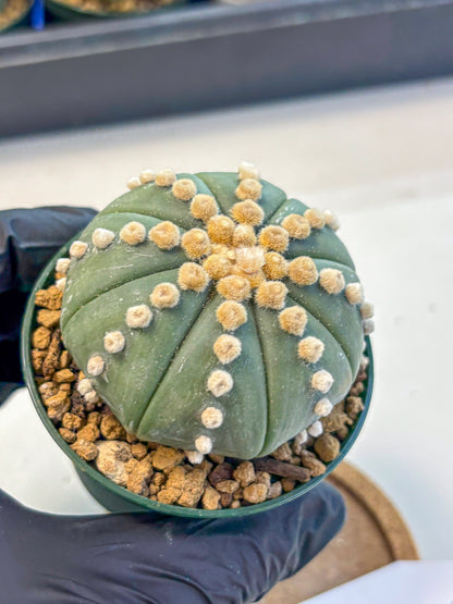 Astrophytum Oobito Nudum (at9) (13) | Cactus Plant