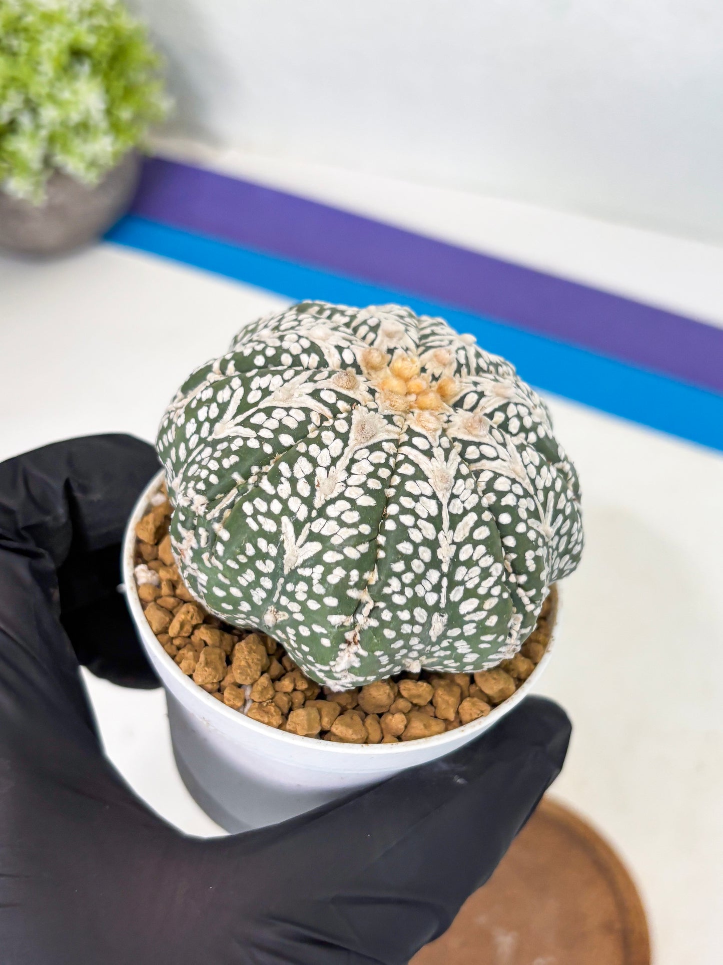 Astrophytum Star Shape (at2) (b7) | Japanese Import
